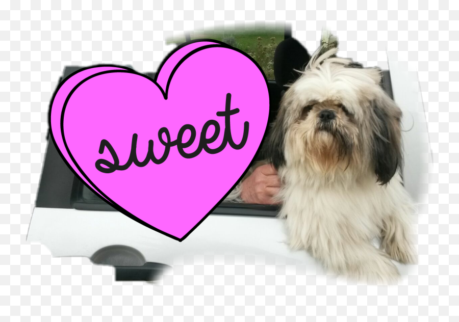 Shihtzu Sticker - Vulnerable Native Breeds Emoji,Shih Tzu Emoji