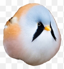Bird Birb Sticker - Soft Emoji,Birb Emoji