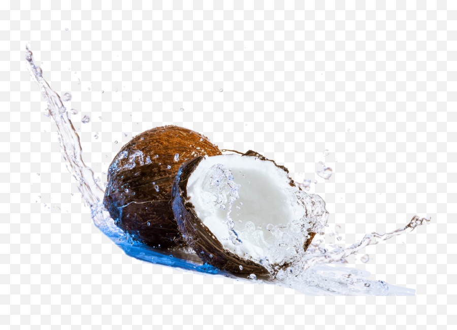 Coconut Png Pictures Coconut Fresh - Coconut Water Png Free Emoji,Coconut Watering Hole Emojis