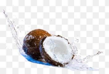 Coconut Png Pictures Coconut Fresh - Coconut Water Png Free Emoji,Coconut Watering Hole Emojis