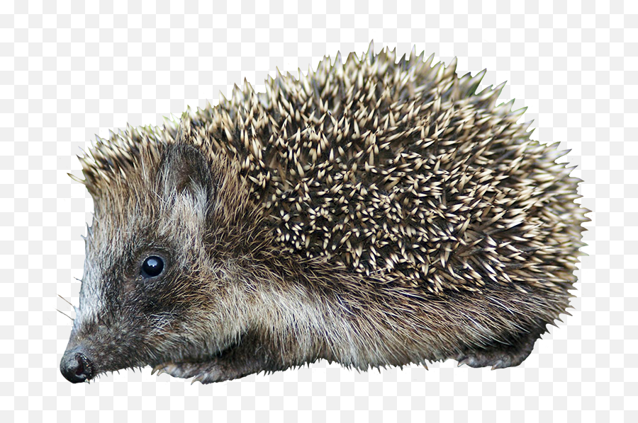 Hedgehog Clipart - Domesticated Hedgehog Emoji,What Does The Porxupine Emoticon