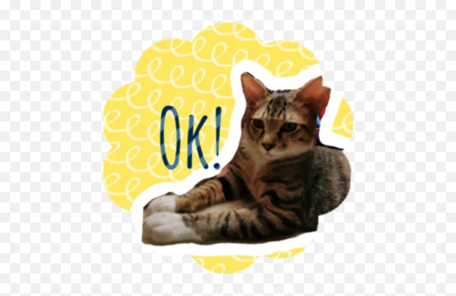 Bailey Copper Cats By Noelle Noodle Piggy Chung - Sticker Emoji,Fab Cat Text Emoji
