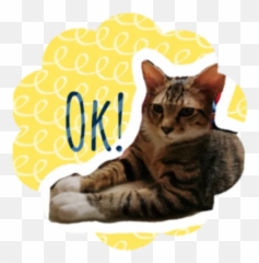 Bailey Copper Cats By Noelle Noodle Piggy Chung - Sticker Emoji,Fab Cat Text Emoji