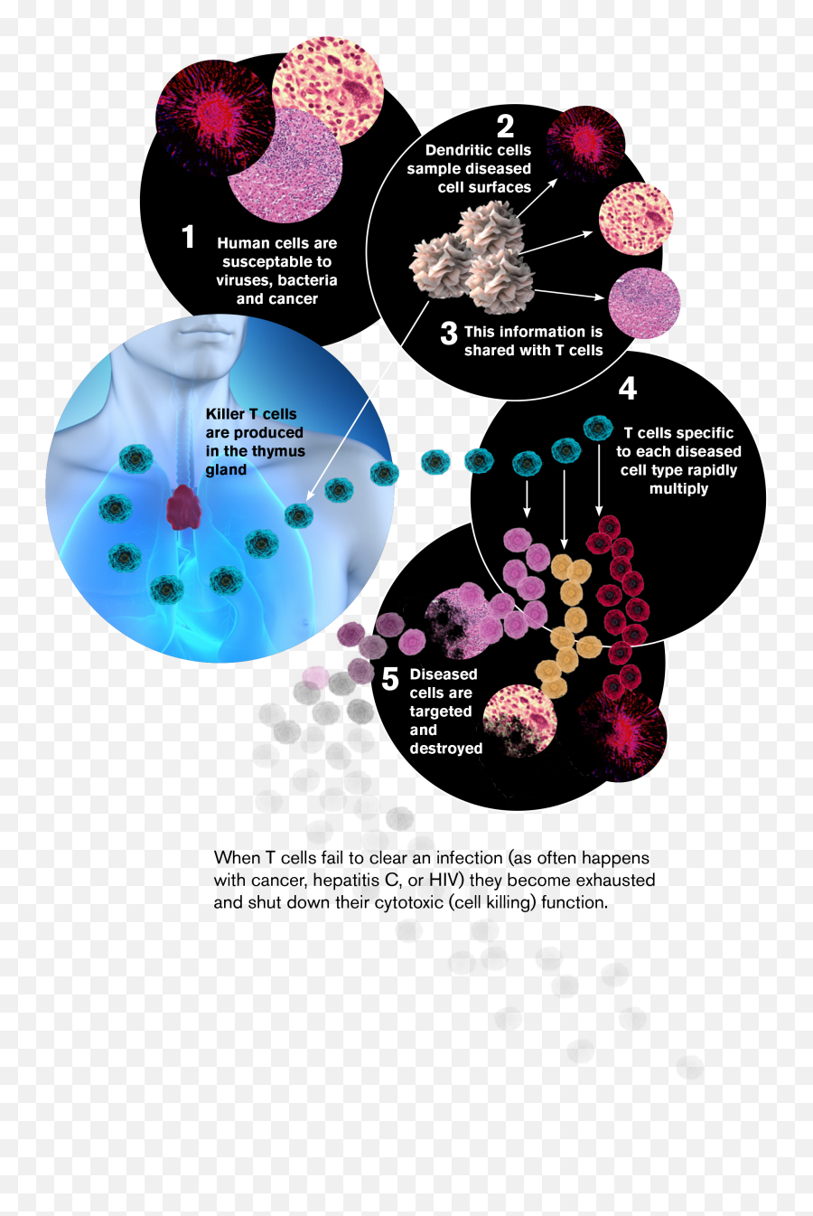 New Research Probes Key Component Of The Immune System Asu Emoji,Ethics And Emotions Willet Emory