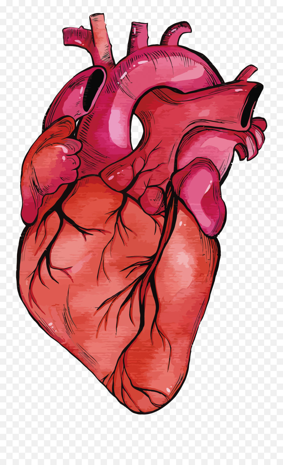Anatomy Vector Human Heart Clipart Transparent Stock Emoji,Large Beating Heart Emoticon