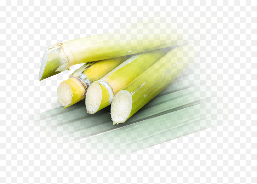 The Rum Standard Rums Of Puerto Rico Emoji,Sugarcane Emoji