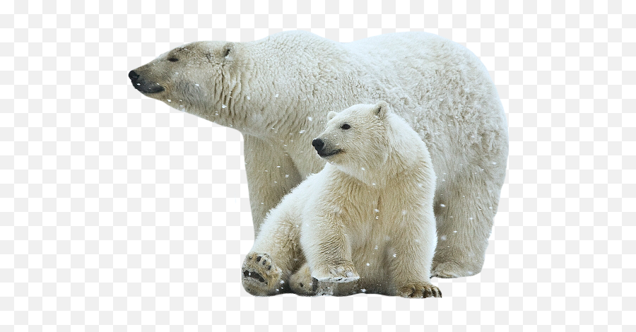 Polar Bears Psd Official Psds Emoji,Pola Bear Emoji
