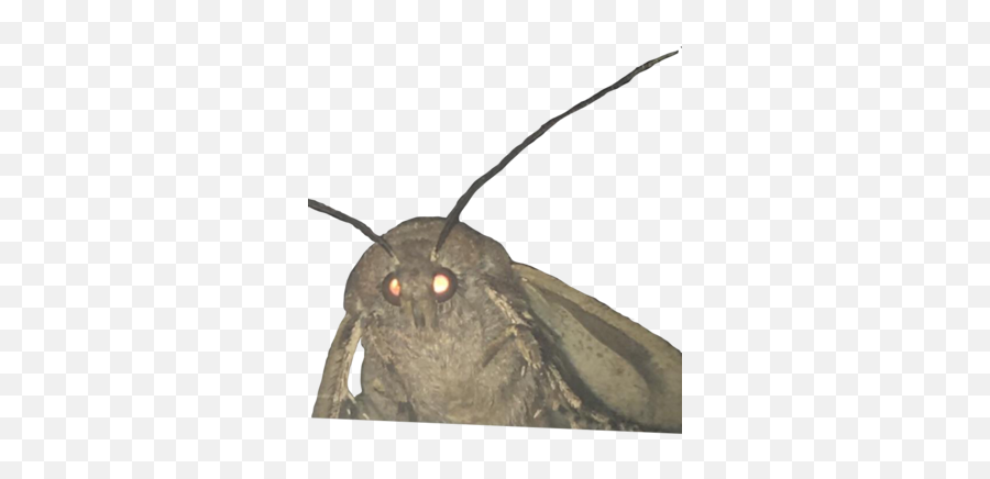 Meme Mayhem Fantendo - Game Ideas U0026 More Fandom Moth Meme Transparent Emoji,Moth Emoji