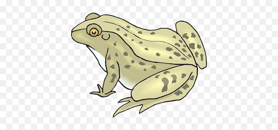 90 Free Toad U0026 Frog Illustrations - Pixabay Transparent Background Toad Clipart Emoji,Frog Emoji Hat