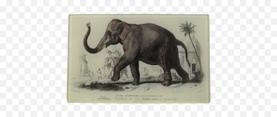 Elephant Des Indes John Derian Emoji,Elephant Touching Dead Elephant Emotion