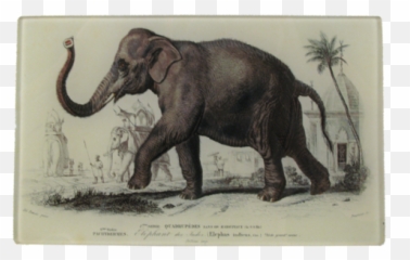 Elephant Des Indes John Derian Emoji,Elephant Touching Dead Elephant Emotion