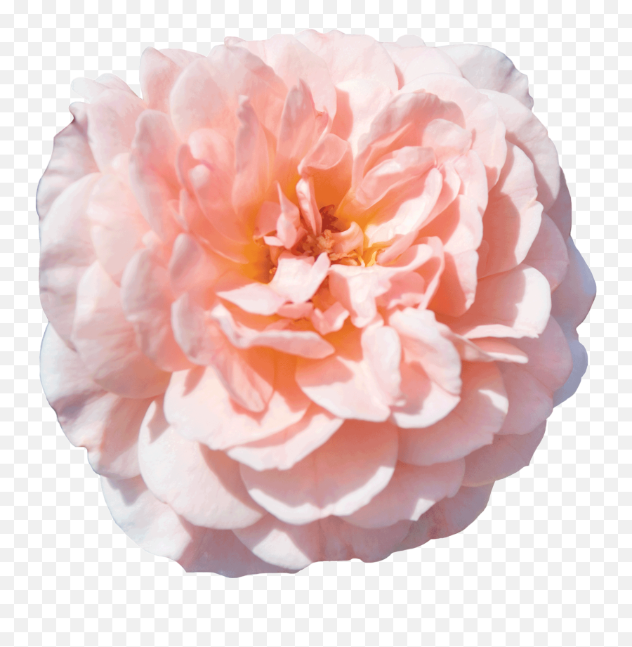 The Collection Drift Roses - Apricot Drift Rose Emoji,Picture Of Sweet Emotion Abelia In Garden
