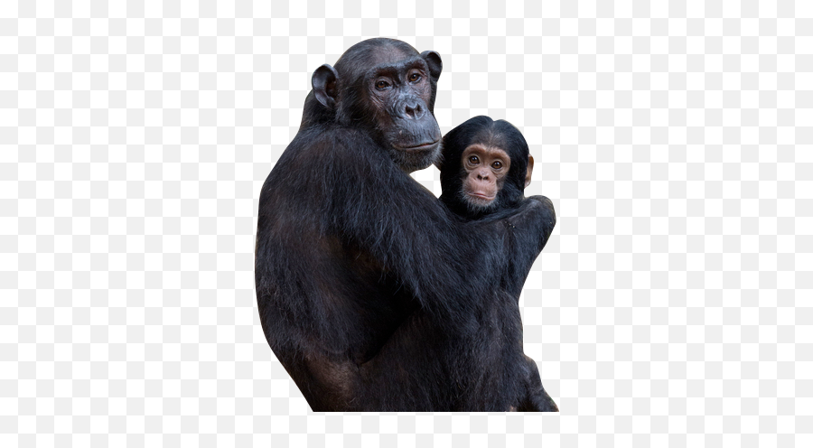 Chimpanzee Laugh Faces - Old World Monkeys Emoji,Barred Teeth Chimpanzee Emotion