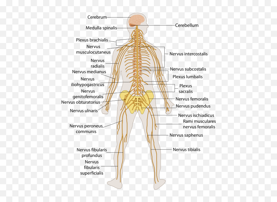 Pin - Your Nerves In Your Back Emoji,Emotions And The Neurological System