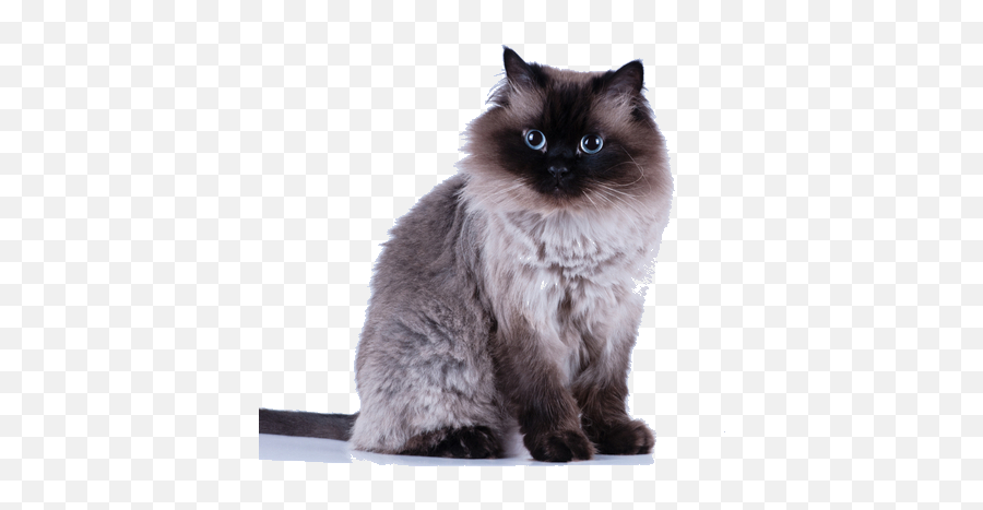 Himalayan Breed Facts And Information - Average Himalayan Cat Weight Emoji,Cat Emotions Chart