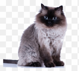 Himalayan Breed Facts And Information - Average Himalayan Cat Weight Emoji,Cat Emotions Chart