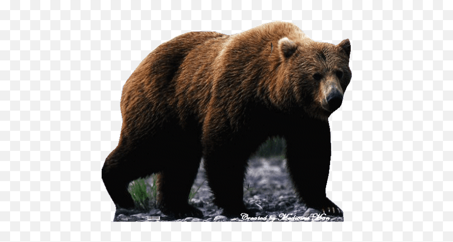 Top 30 Bear Brown Gifs Find The Best Gif On Gfycat - Bear Cut Out Emoji,Shades Polar Bear Emoji