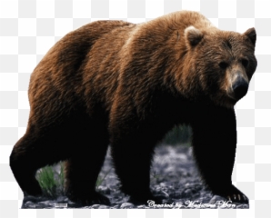 Top 30 Bear Brown Gifs Find The Best Gif On Gfycat - Bear Cut Out Emoji,Shades Polar Bear Emoji