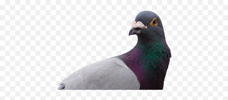 I Am Terrified Of Pigeons By The Bold Italic Editors The Emoji,Emotions Associated With Dove Bird