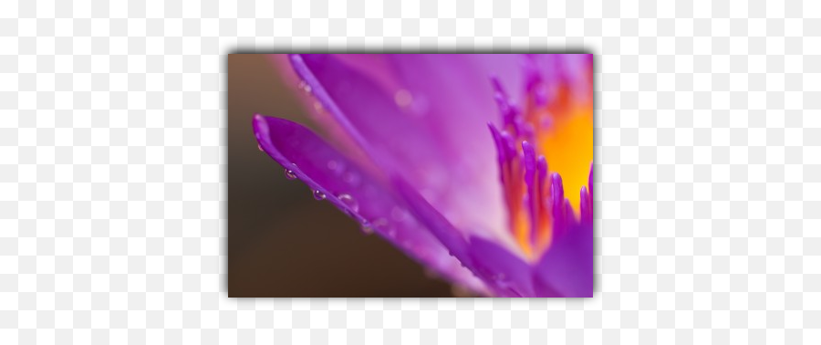 Surrender Quotes - Quotes On Surrender In Meditation Early Crocus Emoji,Music Emotion Quotes