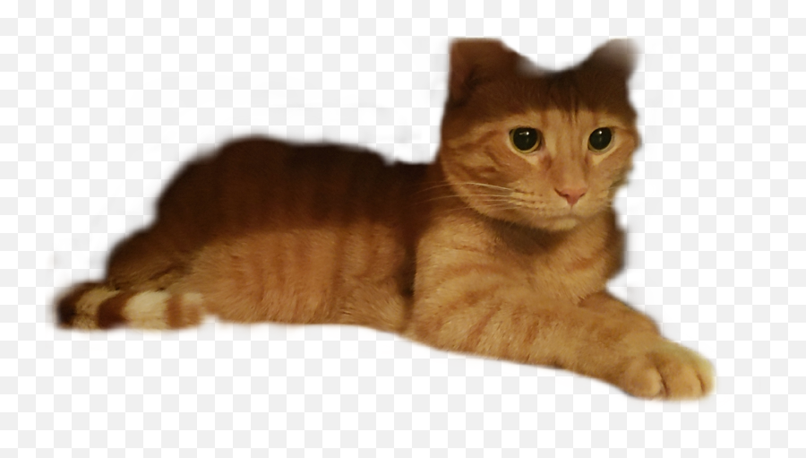 Edit - Domestic Cat Emoji,Willie Nelson Emoji