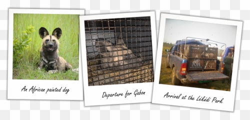 New Residents Settle In At The Lékédi - Photographic Paper Emoji,African Wild Dog Ears Emotions