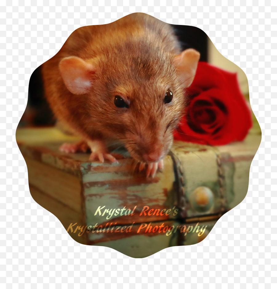 How Can I Tell How Old My Pet Rat Is - Rodents Emoji,Rat Faces Emotions