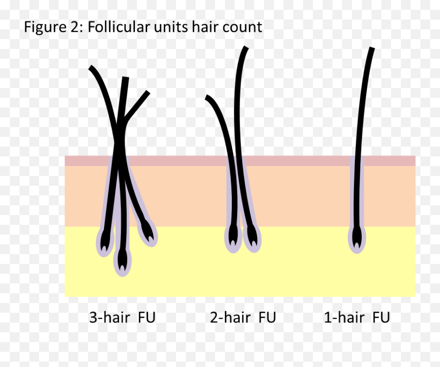 The Basics Of Hair - Dot Emoji,Hair Trembles With Emotion