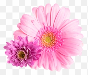 Healing The Planet From Within - Justmine Beauty Png Emoji,