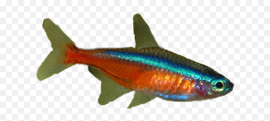 Fish Glow Neon Guppy Tropical Sticker By Janet - Aquarium Fish Emoji,Tropical Fish Emoji