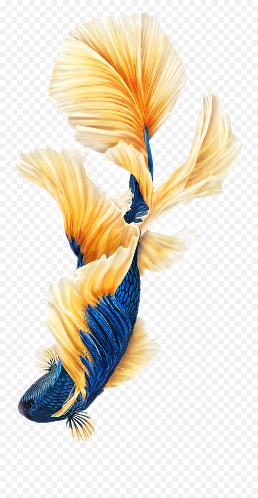 Popular And Trending Koi Stickers On Picsart - Iphone 6s Gold Emoji,Fosh Feather Emotions