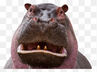 Hippo Sticker - Hippo Crisis In Colombia Emoji,Hippopotamus Emoji