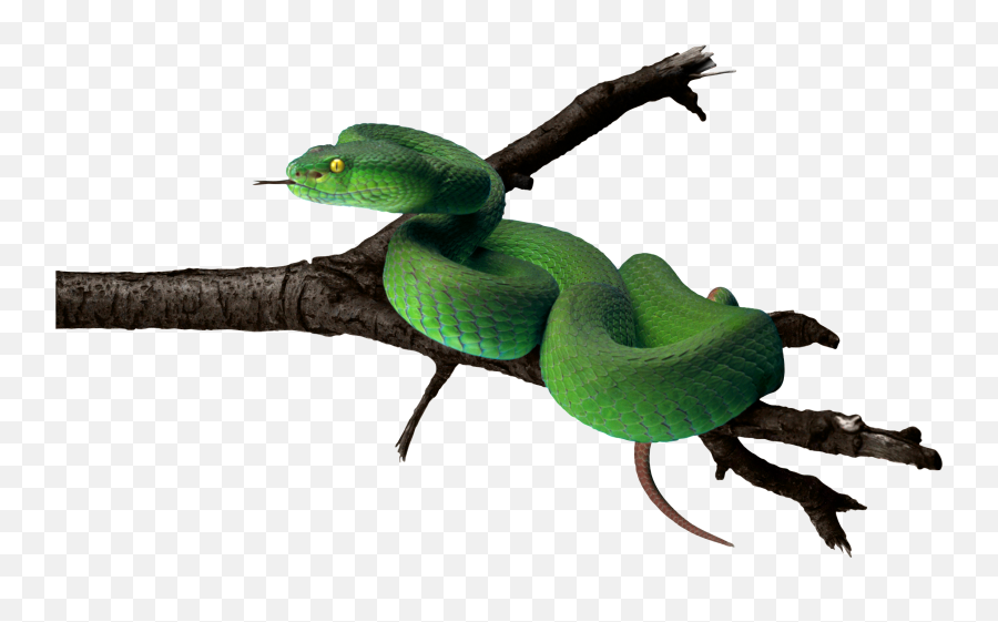 Rainforest Clipart Rainforest Snake Rainforest Rainforest - Green Snake Png Emoji,Snake Emoji Png