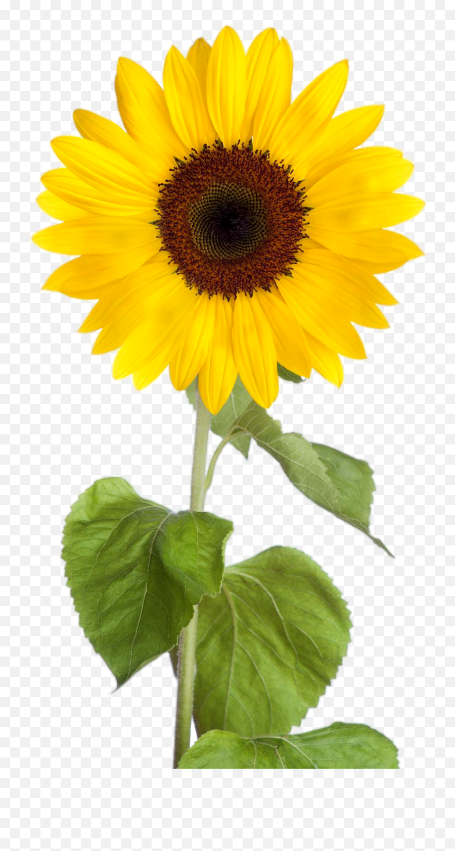 Aesthetic Sunflowers Transparent Background - Largest Transparent Sunflower Clip Art Emoji,Flowe Emoji