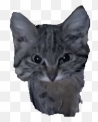 Emoji cat face angry 1199183 PNG