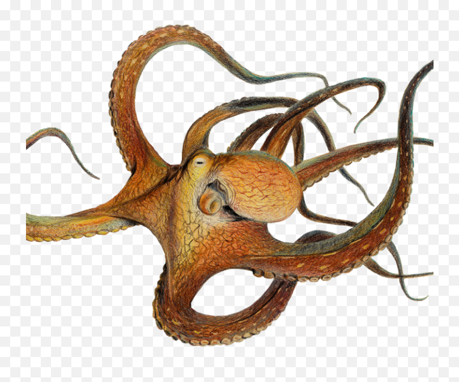 Common Octopus Im Zoo Rostock Erleben - Zoo Rostock Corona Test Emoji,Octopus Capable Of Emotion