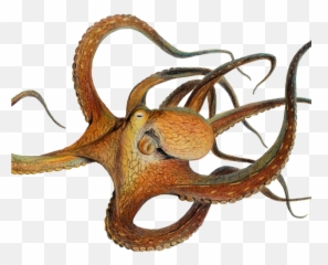 Common Octopus Im Zoo Rostock Erleben - Zoo Rostock Corona Test Emoji,Octopus Capable Of Emotion