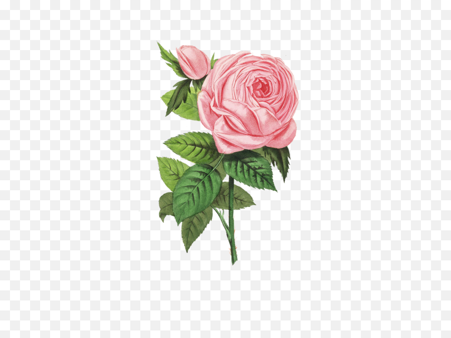 Pink Rose Png Official Psds - Flower Stock Png Emoji,Pink Rose Emoji
