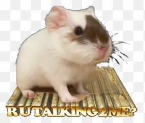 Top Cute Funny Quotes Stickers For - Golden Hamster Emoji,Funny Quotes With Emoticons