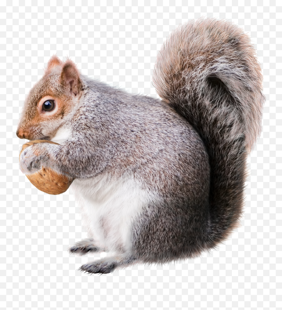 Squirrel Png Image U2013 Png Lux - Squirrel Png Emoji,Squirtle Emojis