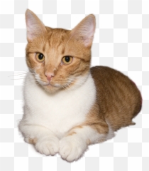 Cats - The Good Vet And Pet Guide Emoji,Cat Emotions Outline