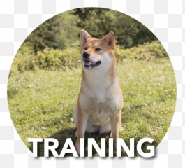 Content U2014 Fydoland Emoji,Dog Emoticon Test