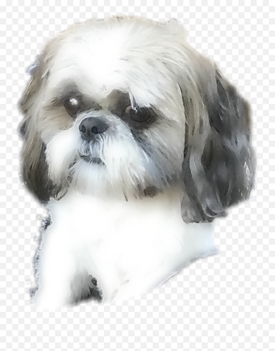 Dog Shih - Vulnerable Native Breeds Emoji,Shih Tzu Emoji