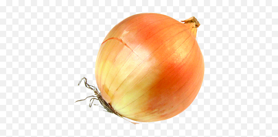 Free Onion Transparent Background Download Free Clip Art - Onion Transparent Png Emoji,Animated Onion Head Emoticon