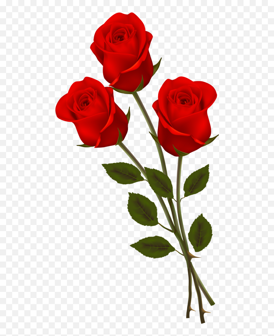 Aihsan Ansari - Friend Special Special Special Person Good Night Emoji,Deep Emotions Roses