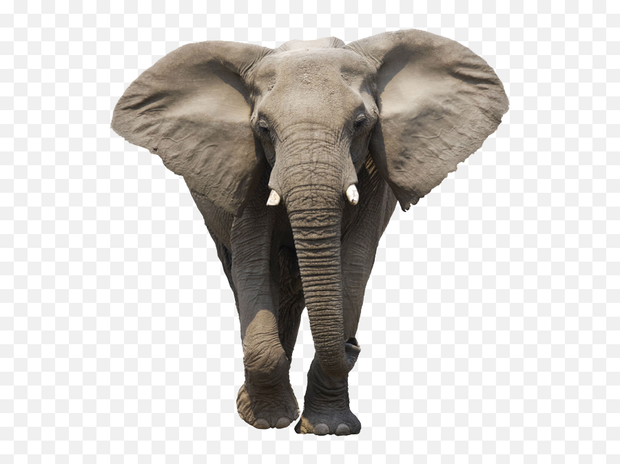 Tend To The Elephant - Elephant Transparent Background Emoji,Elephant Touching Dead Elephant Emotion
