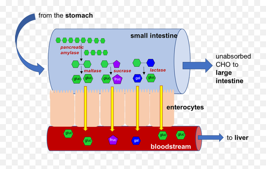 How The Weight Can Be Lost - Digestion And Absorption Of Lactose In The Gut Emoji,Emotions Stored In Fat Cells And Muscles