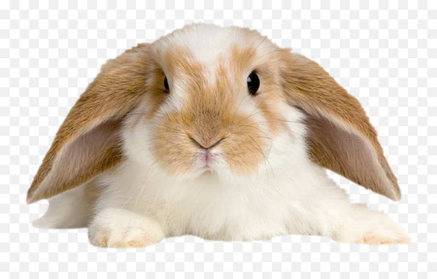 Cute Rabbit Png - Clip Art Library Transparent Cute Animals Png Emoji,Thumper Disney Emojis