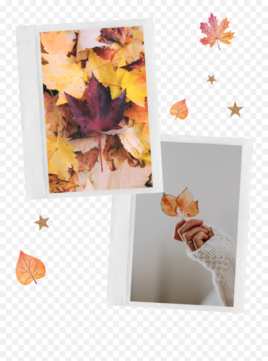 Fall Bucket List Ideas For A Cozy Crispy Festive Autumn Emoji,What Does Maple Leaf And Wheel Emoji Mean