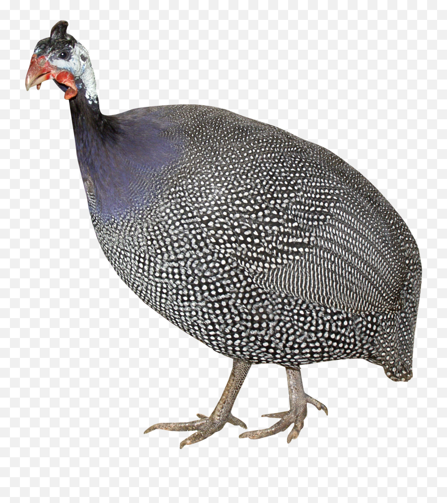 Turkey Bird Png Hd - High Quality Image For Free Here Emoji,Turkey Emoji